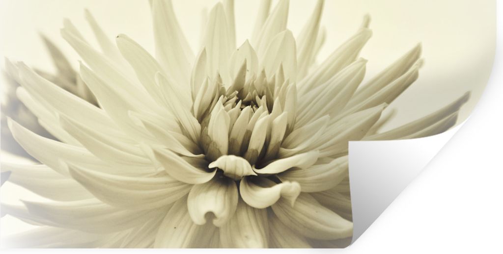 MuchoWow Wandtattoo Wandsticker Wandaufkleber Weiße Dahlienblüte Sepia-Fotodruck 160x80 cm Selbstklebend und Repositionierbar - Sticker - Dekor...