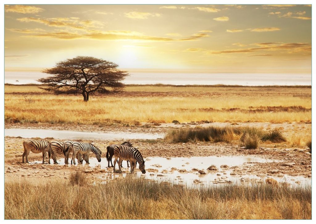 Wallario Premium Glasbild, freischwebende Optik, kräftige Farben, Größe 100 x 70 cm Motiv Safari in Afrika eine Herde Zebras am Wasser