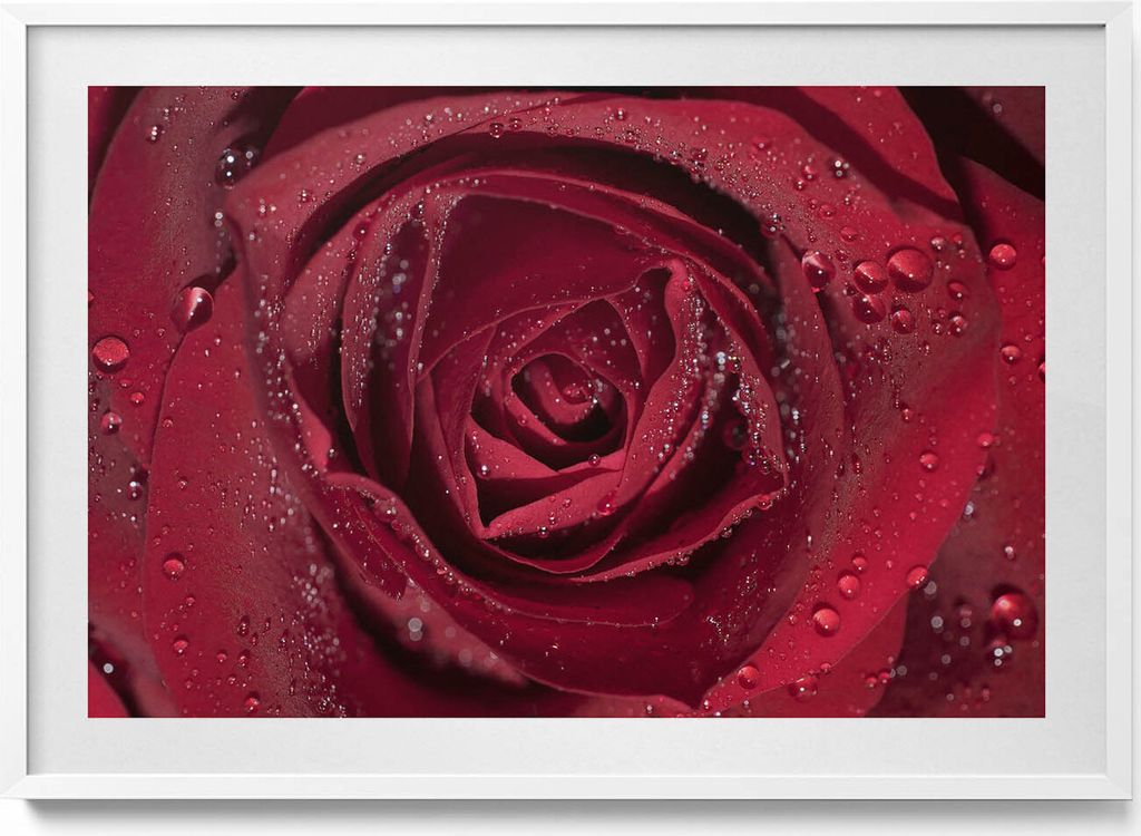 Nahaufnahme einer roten Rose im Tau– Wandbild mit Rahmen – Gerahmtes Bild – Wanddekoration – 100x70 cm – Weiß Rahmen