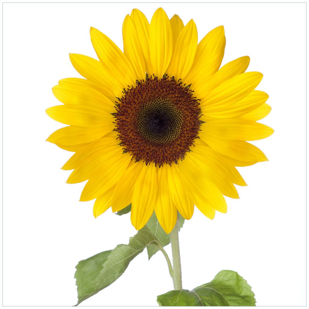 Wallario Möbeldesign / Aufkleber, geeignet für Ikea Lack Tisch - Sonnenblume in 55 x 55 cm