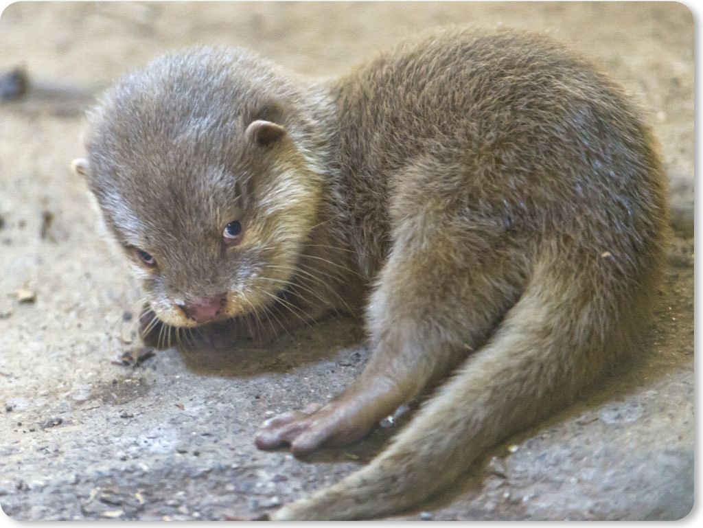 MuchoWow Mauspad Mousepad Junger Otter 23x19 cm - Mousepads - Maus Mat - Pad - Mausunterlage - Schreibtischunterlage - Mauspad