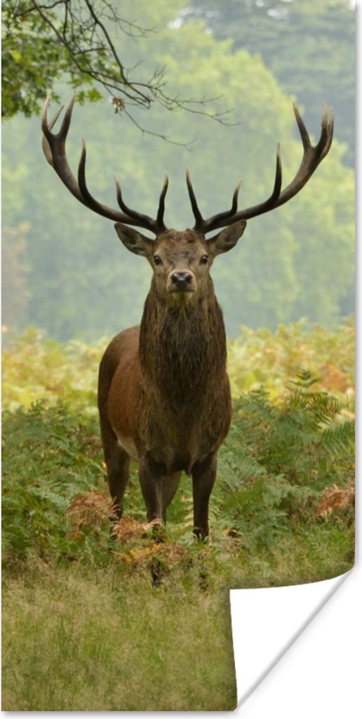 MuchoWow Poster Rothirsch - Natur - Grün 20x40 cm - Plakat - Foto