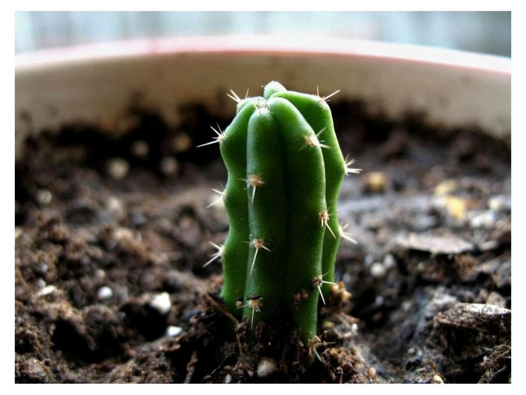 Trichocereus Boliviensis 50 Samen - San Pedro Kakteen Kaktus (Mit Anzuchtanleitung)