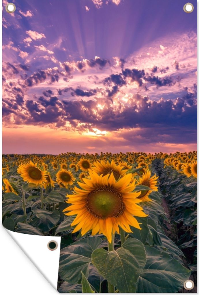 MuchoWow 60x90 cm Outdoor-Poster Gartendeko Sichtschutz Garten Poster für den Garten Blumen - Himmel - Lila - Sonnenuntergang
