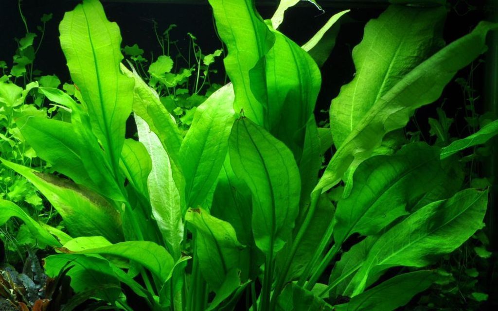 Aquarium Pflanze Echinodorus bleheri Topf Nr.371 AquaOne Produktbild 