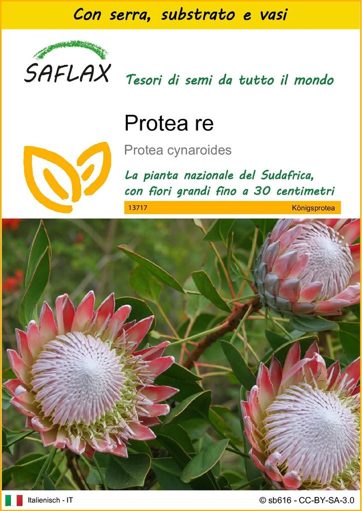 SAFLAX Insieme di coltivazione - Protea re - 5 semi - Immagine del prodotto 