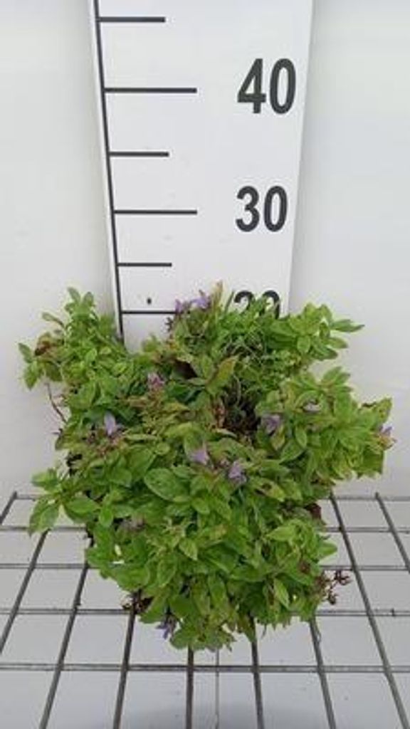 6 x Campanula lact. 'Pouffe' - Bergminze - Topf 9 x 9 cm