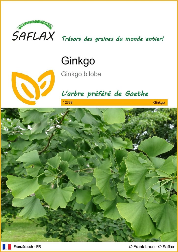SAFLAX  - Ginkgo - 4 graines - Ginkgo Image du produit 
