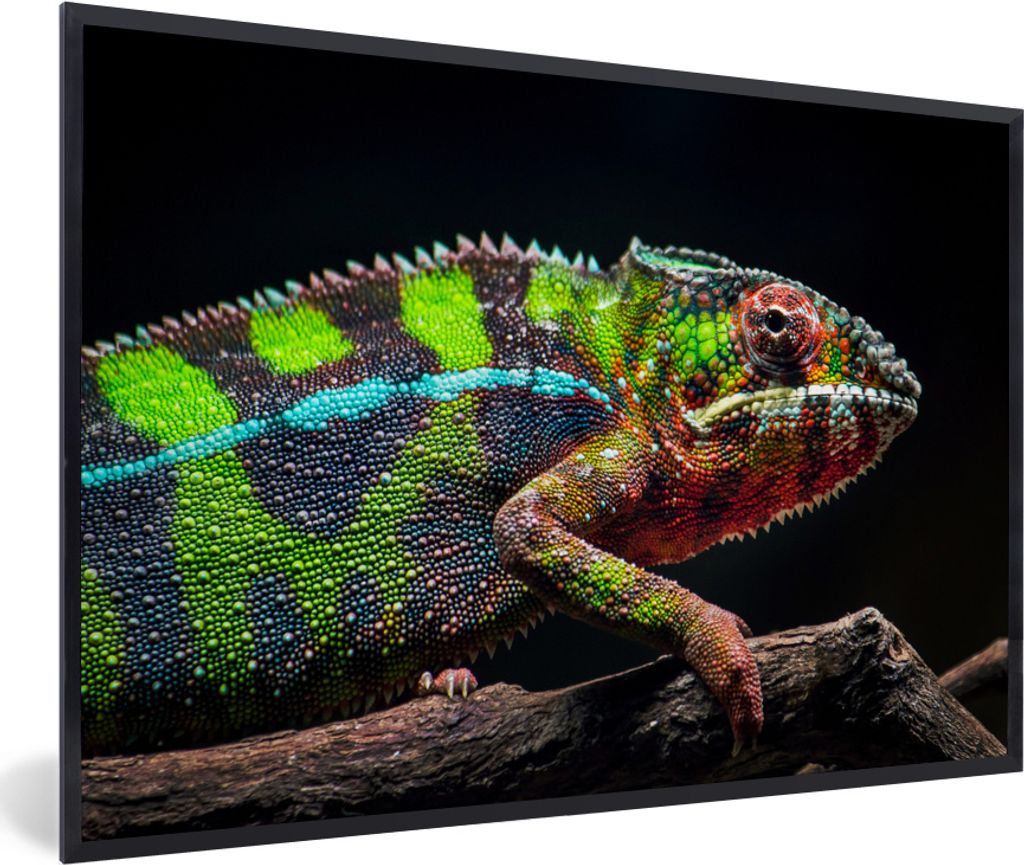 MuchoWow MuchoWow Gerahmtes Poster Buntes Chamäleon schaut sich um 30x20 cm - Poster mit zchwarzem Bilderrahmen - Kunstdruck - Bild-Poster