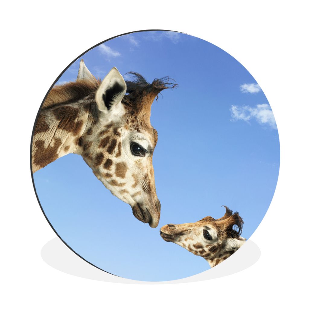 MuchoWow Aluminium Wandkreis Bild einer Giraffe, die ihren Jungen in die Augen schaut Ø 90 cm Wanddeko Modern Wohnzimmer - Mauerkreis - Wandbild...