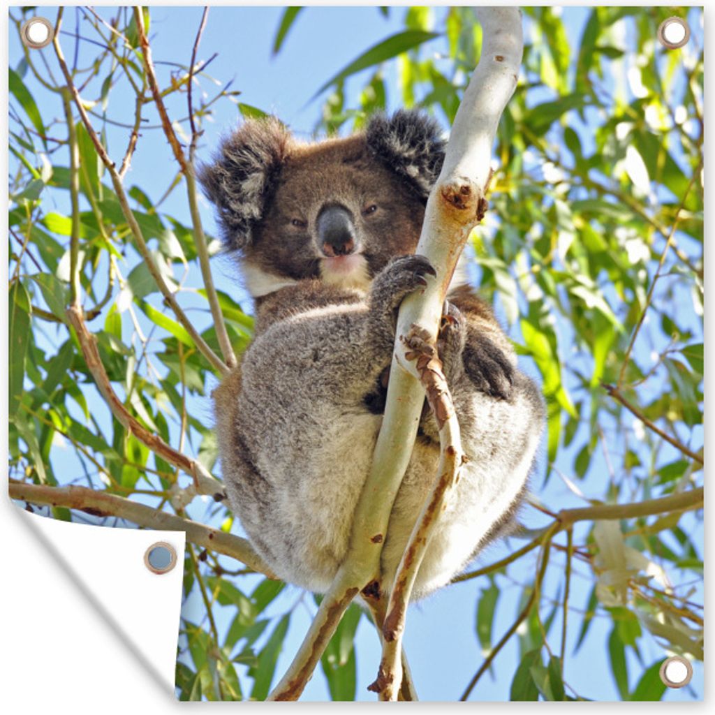 MuchoWow 100x100 cm Outdoor-Poster Gartendeko Sichtschutz Garten Poster für den Garten Koala - Luft - Zweige - Jungen - Mädchen