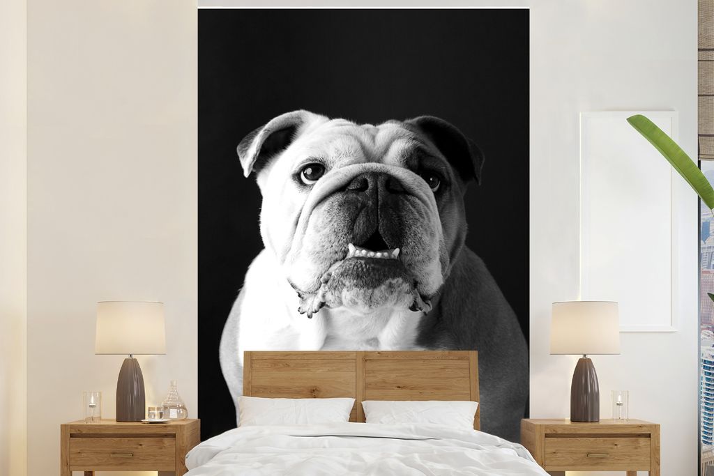 MuchoWow Fototapete für Wohnzimmer oder Schlafzimmer Wandtapete Vinyl Motivtapete Porträt einer Englischen Bulldogge - schwarz und weiß - 180x...