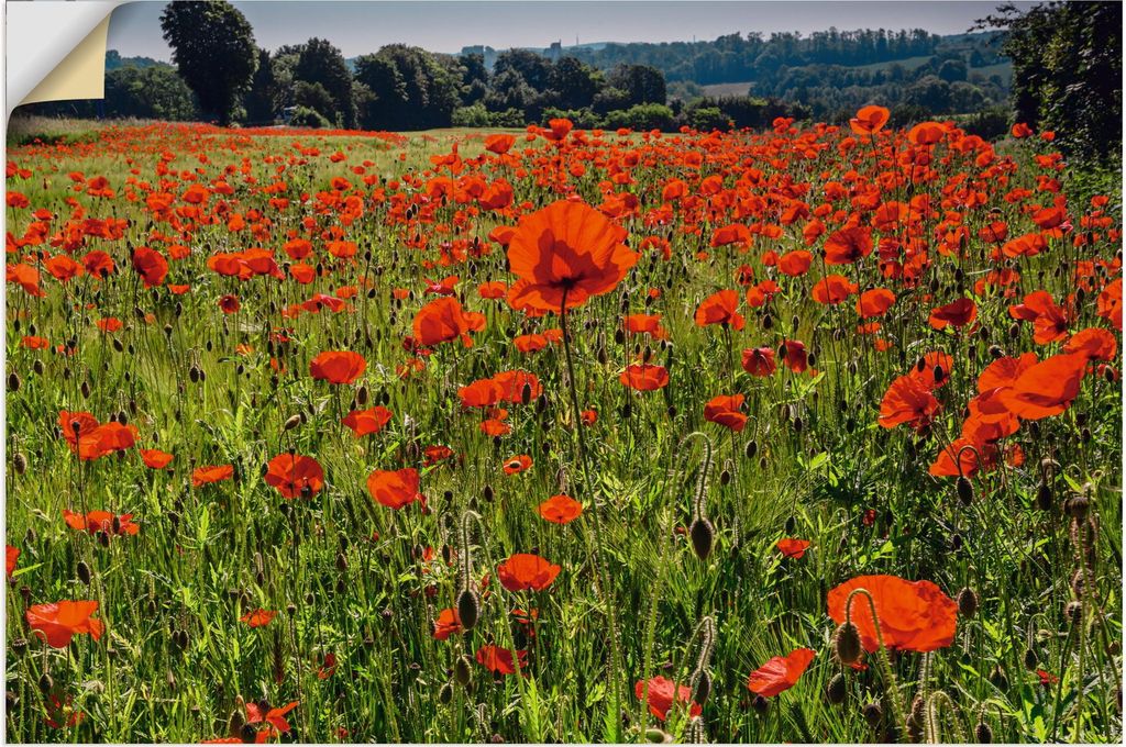 ARTland Wandbild, selbstklebend Mohnblumenwiese II Größe: 120x80 cm
