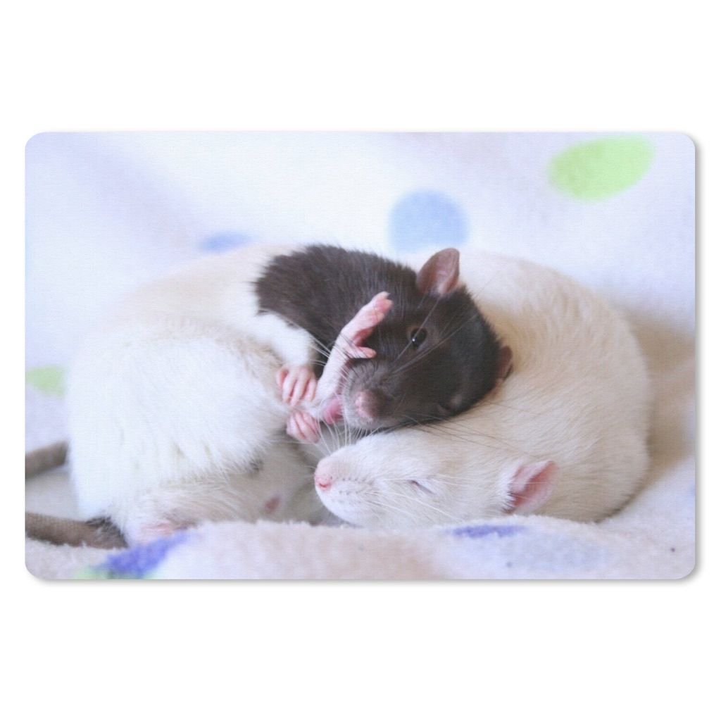 MuchoWow Schreibtischunterlage Knuddelige Ratten 60x40 cm - XXL Mauspad - Großes Mauspad