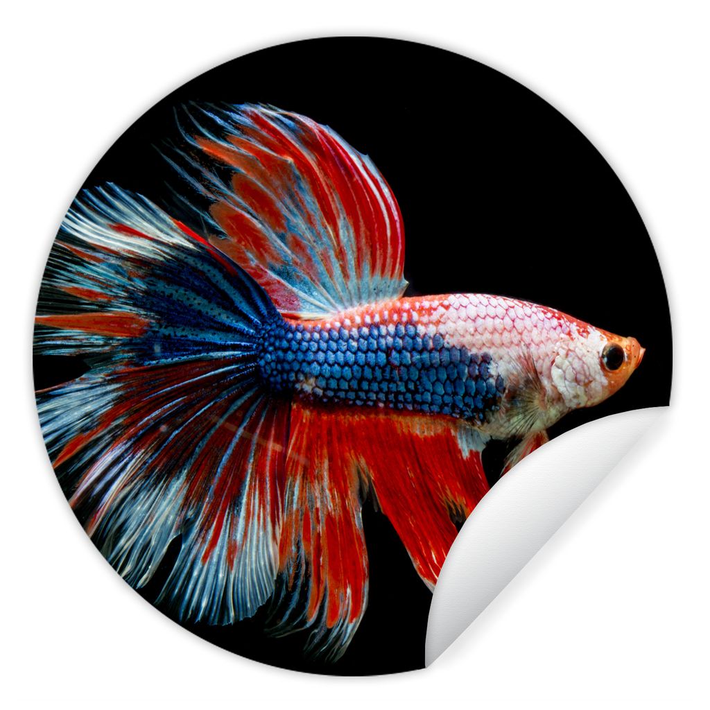 MuchoWow Runde Wandtattoo - Wandsticker Tapete Aufkleber Fisch - Meerestier - Schwanz - Blau Ø 80 cm Selbstklebend und Repositionierbar - Wandau...