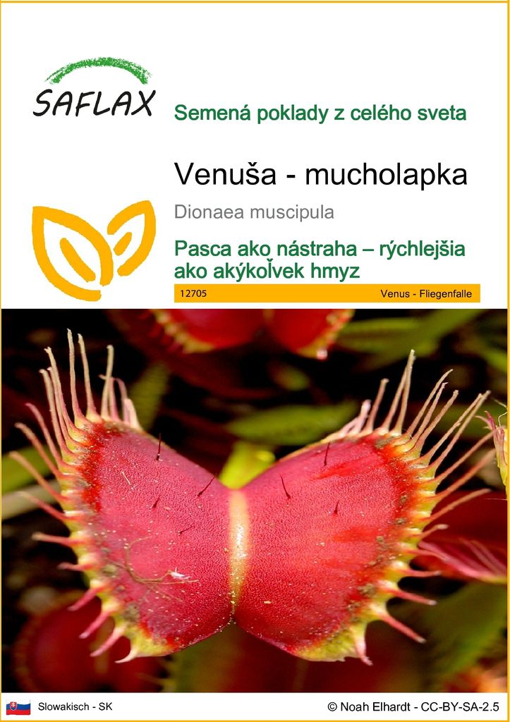 SAFLAX - Venuša - mucholapka - Dionaea muscipula - 10 Obrázok produktu 