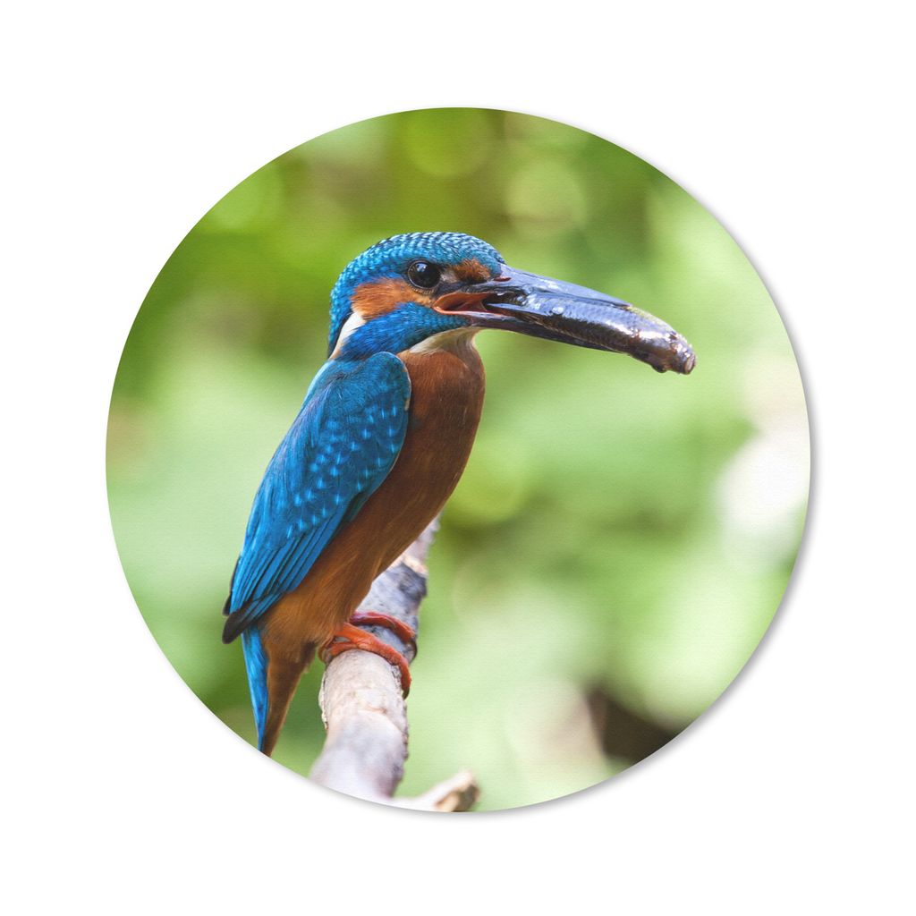 MuchoWow Mauspad Mousepad Eisvogel - Fisch - Baum 30x30 cm - Mousepads - Maus Mat - Pad - Mausunterlage - Tischunterlage - Schreibtischmatten