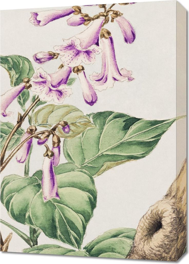 Bild 50x70cm Kiri, Morikaga Japanisch Vintage für das Wohnzimmer