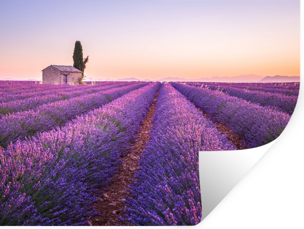 MuchoWow Wandtattoo Wandsticker Wandaufkleber Lavendel - Sonnenuntergang - Lila - Blumen 160x120 cm Selbstklebend und Repositionierbar - Selbstkl...