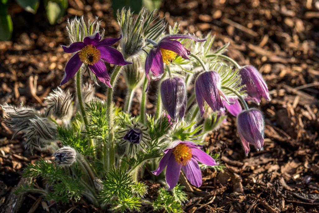 hansepuzzle 21560 - Pulsatilla Vulgaris Puzzle, 2000 Teile, Natur, 90,0 x 60,0cm mit hochwertiger Aufbewahrung, Kartonbox & Beutel
