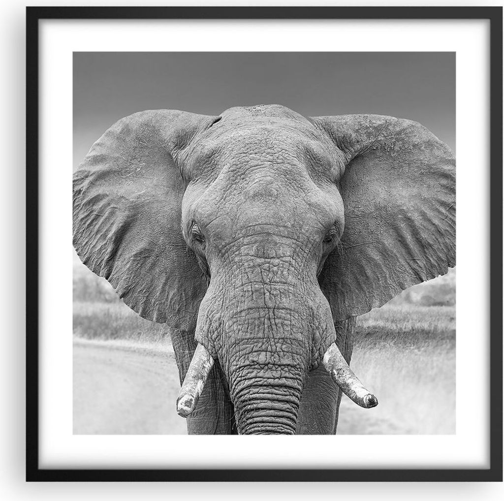Gerahmtes Poster - Schwarzer Rahmen - Elefant Afrika Tier - 50x50 cm - Wand Bild - Wanddeko - Wandbilder - Kunstposter - Wandposter - Bilderrahmen ...