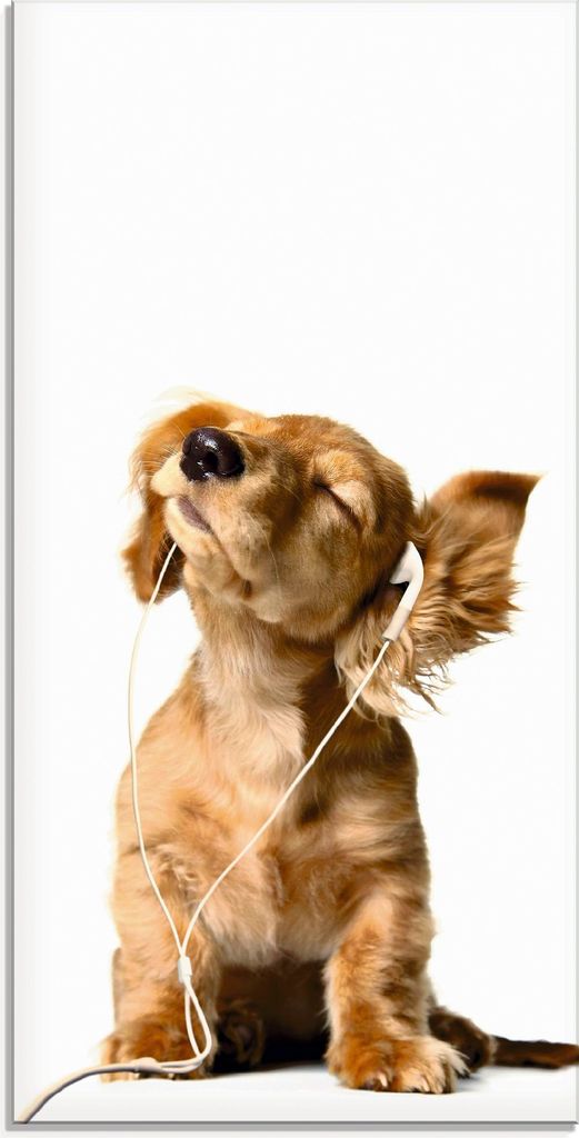 ARTland Glasbild Junger Hund hört Musik über Kopfhörer Größe: 30x60 cm
