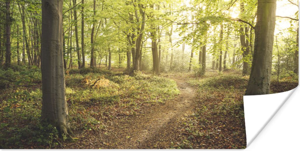 MuchoWow Poster Wald - Weg - Sonnenaufgang 80x40 cm - Wanddeko