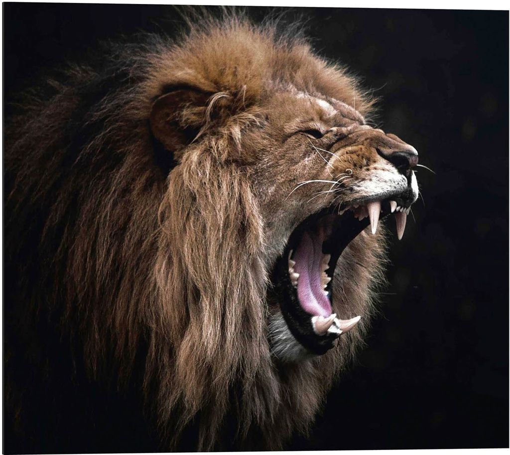 Wandbild - Schwarz - Braun - 40 x 50 cm - Roaring Lion