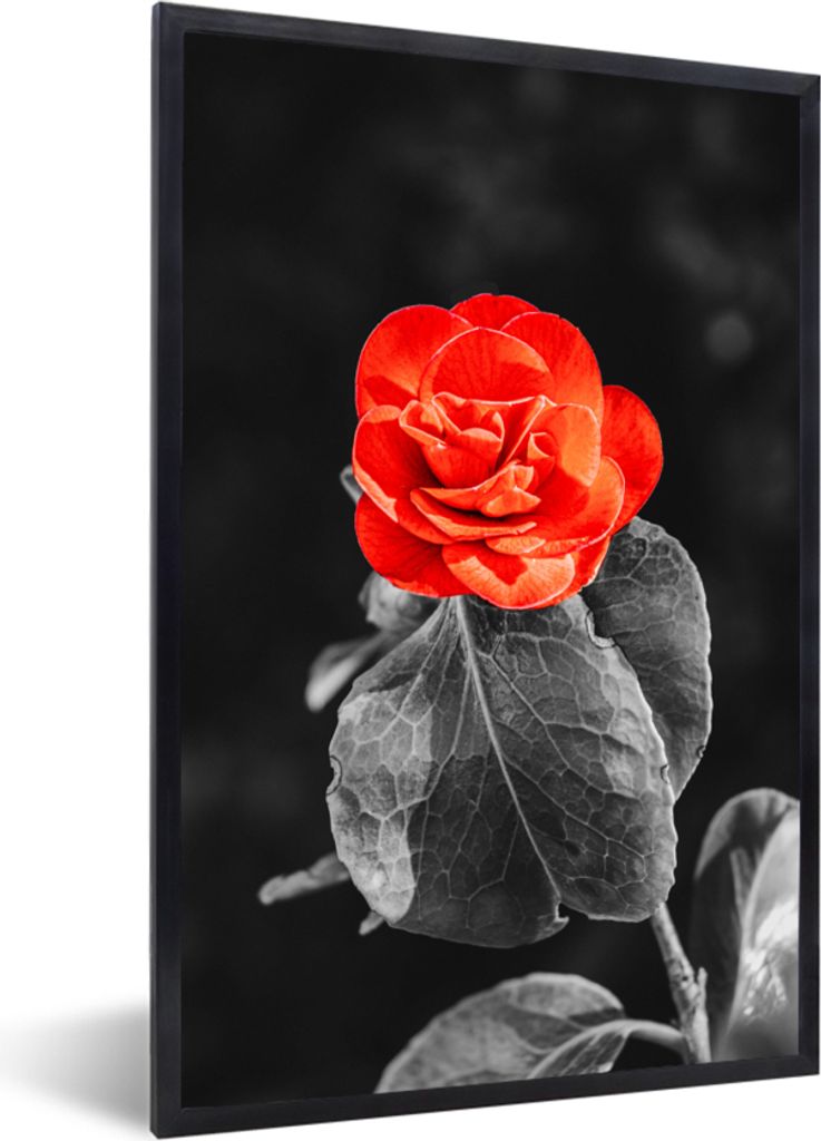 MuchoWow MuchoWow Gerahmtes Poster Blumen - Schwarz - Weiß - Rose - Rot 40x60 cm - Poster mit zchwarzem Bilderrahmen - Papierdruck - Wandbilder