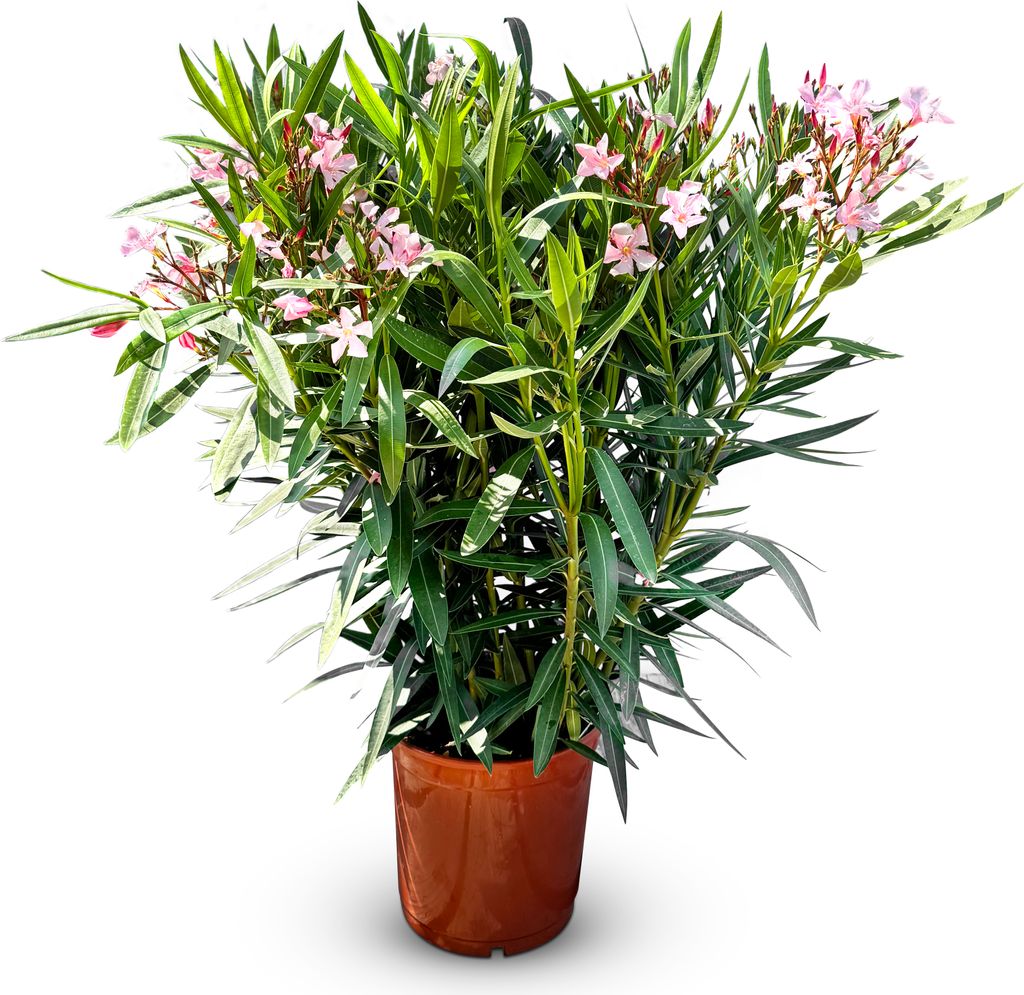 A potted Oleander plant with pink flowers.