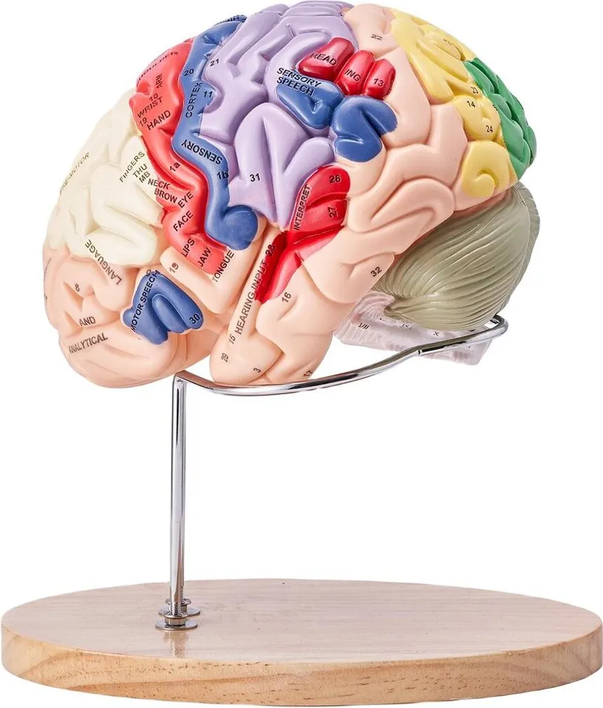 Cerveau anatomique détachable code couleur taille double pour étude - 10