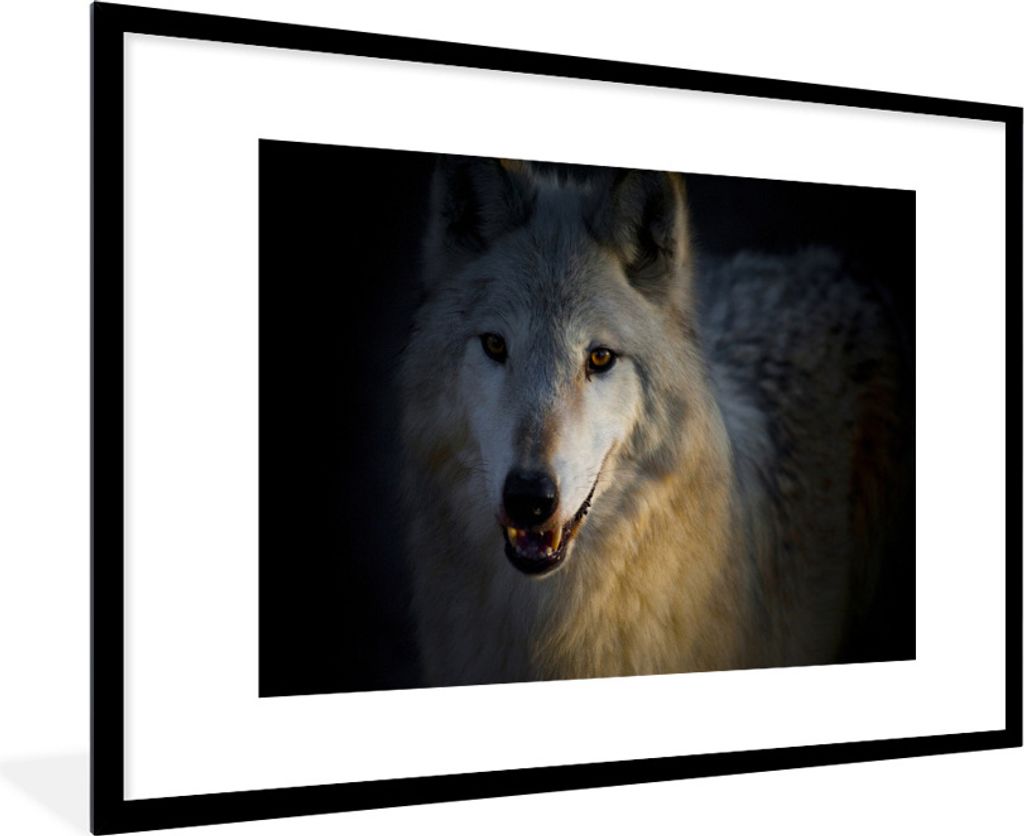 MuchoWow Gerahmtes Poster Nahaufnahme eines arktischen Wolfs 90x60 cm - Poster mit Schwarzem Bilderrahmen Wandposter Rahmen Foto Bilder - Wanddek...