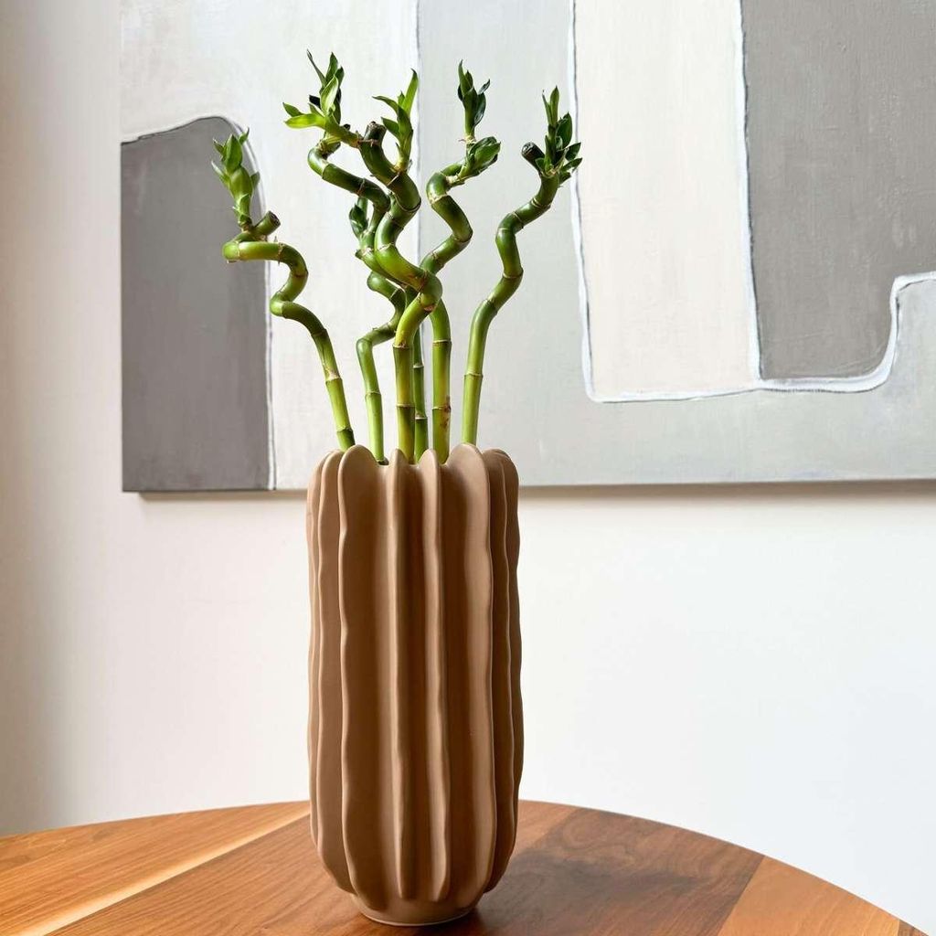 Glcksbambus - 12 Stk - Dracaena sanderiana - Hhe 40-50cm