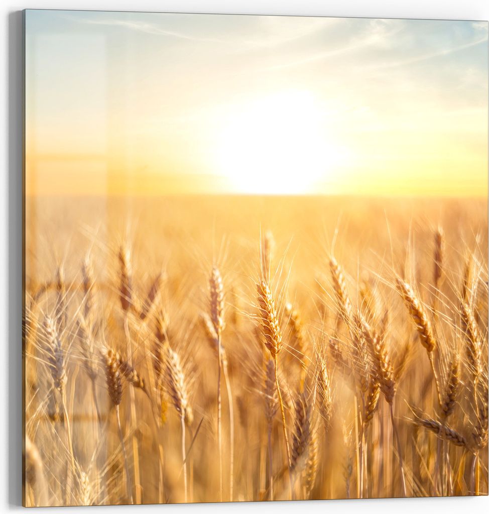 DEQORI Glasbild Echtglas 50x50 cm 'Goldene Ernte' Wandbild Bild modern Deko