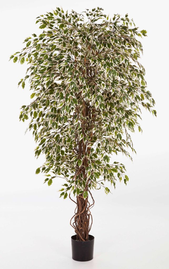artplants.de Deko Ficus DAKU, 1670 weiß - grüne Blätter, Naturstämme, 120cm - Kunst Pflanze - Ficus künstlich