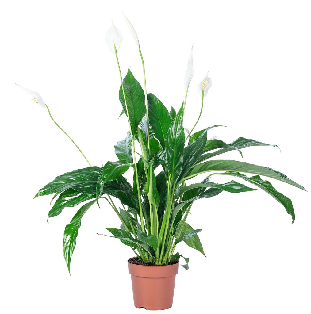 Einblatt 3-5 Blüten/Knospen - pflegeleichte Zimmerpflanze, Produktbild 
