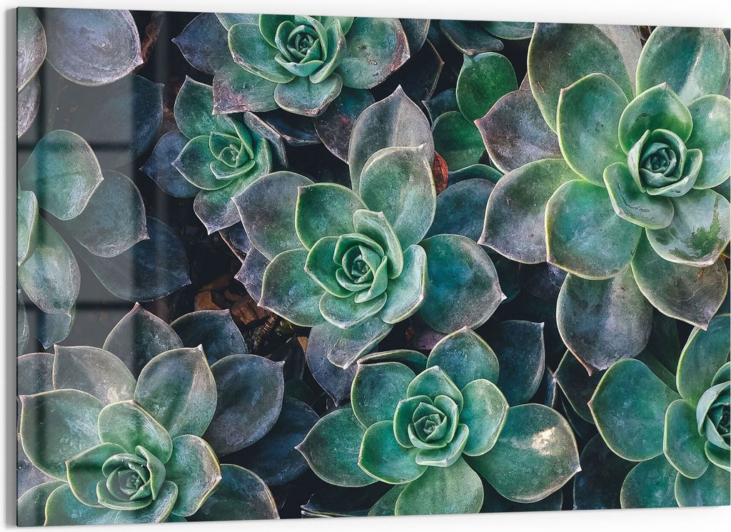 DEQORI Glasbild Echtglas 90x60 cm 'Sukkulente Pflanzen' Produktbild 