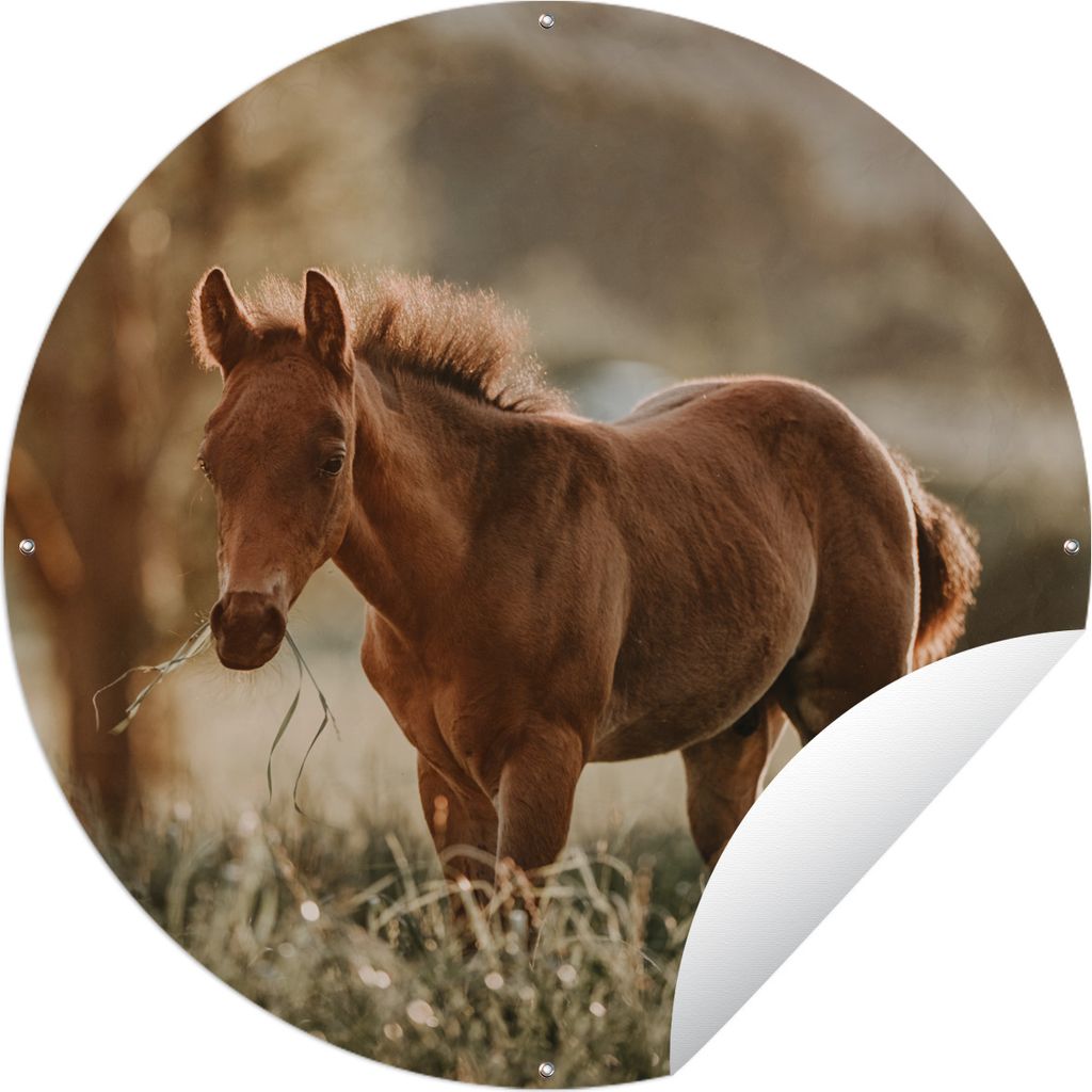 MuchoWow Gartenposter Outdoor-Poster Rund Pferd - Licht - Wiese Ø 90 cm Gartendeko Rundes Poster draußen