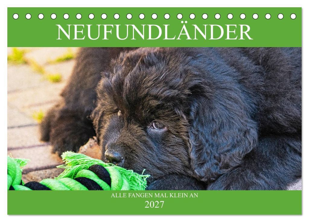 Neufundländer - Alle fangen mal klein an (Tischkalender 2027 DIN A5 quer), CALVENDO Monatskalender