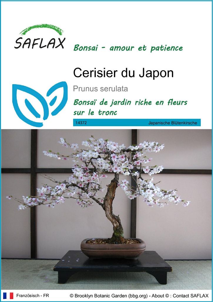SAFLAX  - Cerisier du Japon - 30 graines - Prunus Image du produit 