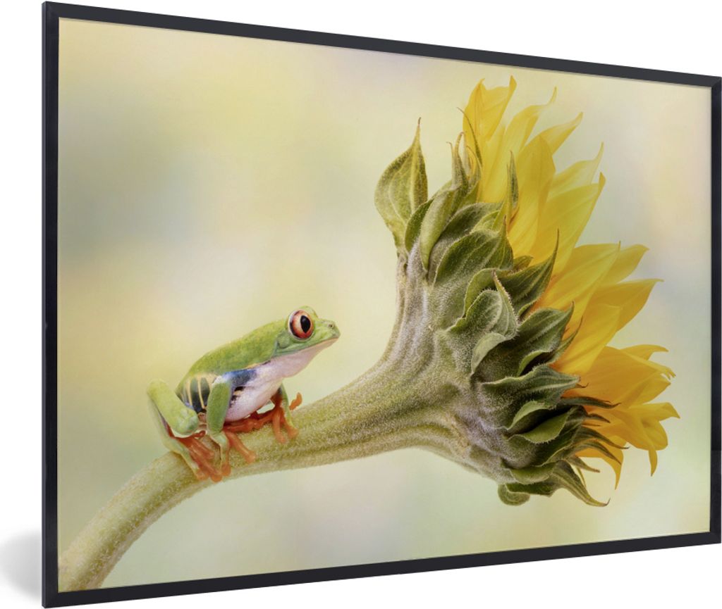 MuchoWow MuchoWow Gerahmtes Poster Sonnenblume - Tier - Frosch 90x60 cm - Poster mit zchwarzem Bilderrahmen - Fotorahmen - Foto-Plakat