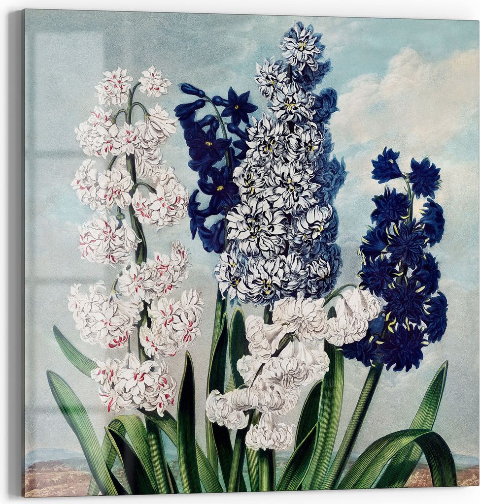 DEQOART Magnettafel Glas 50x50 cm 'Hyazinthenzauber' beschreibbar Whiteboard Küche