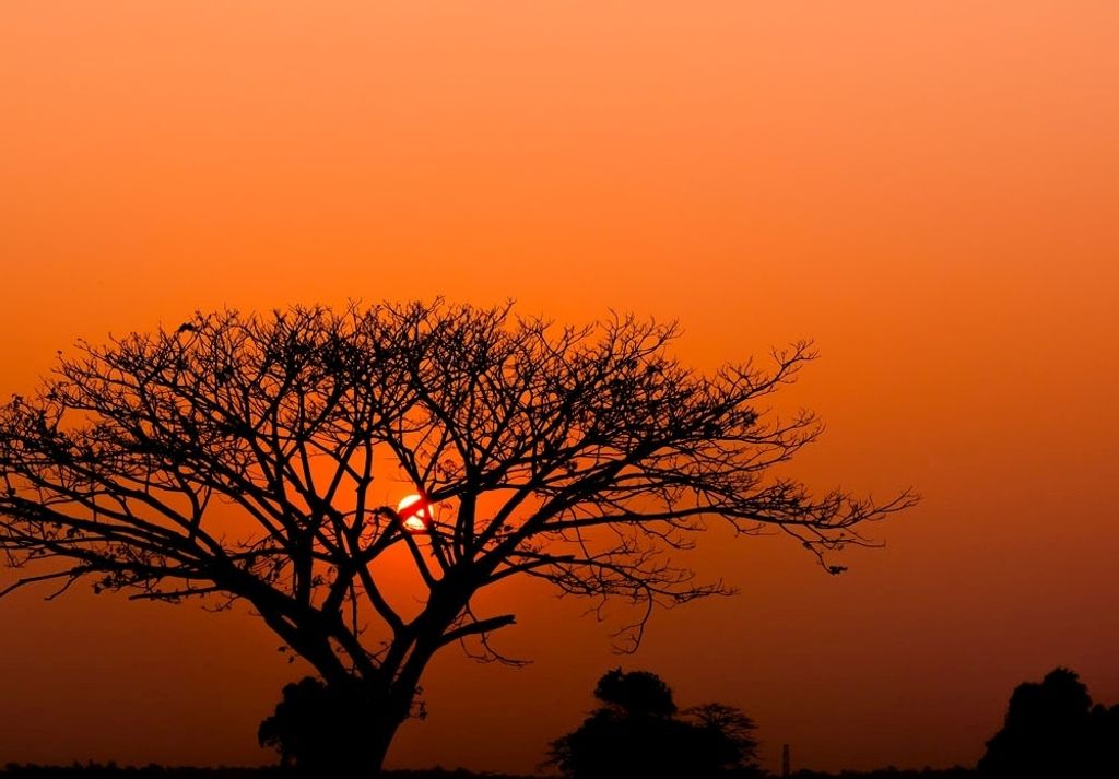 Fototapete 363654 Tapete Afrika 371 x 265 cm Rasch African Queen III Rot
