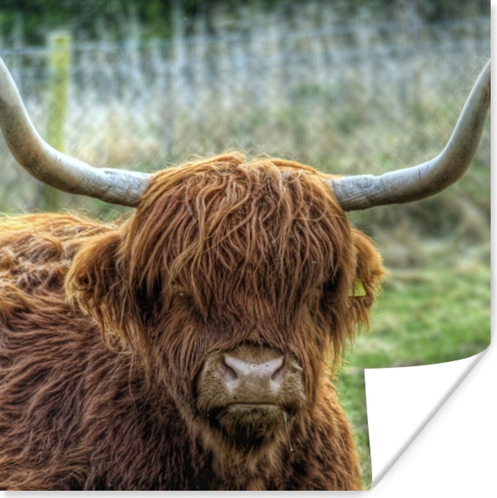 MuchoWow Poster Schottischer Highlander - Kuhkopf - Hörner 75x75 cm - Wand Dekoration