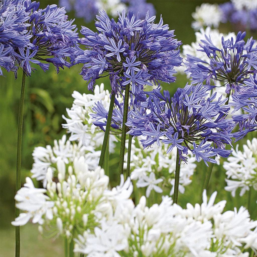 Bloomique - 3er-Mix - Agapanthus - Afrikanische Lilie - Blau, Weiß - Knollen - Gartenpflanzen - Stauden - Winterhart - Staude - Wird bis zu 80 cm ...