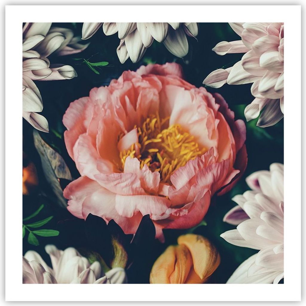 Poster - Poster ohne Rahmen - Blumen Pfingstrose Holzig - Produktbild 