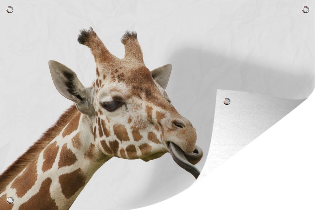MuchoWow 90x60 cm Outdoor-Poster Gartendeko Sichtschutz Garten Poster für den Garten Giraffe streckt Zunge vor weißem Hintergrund heraus