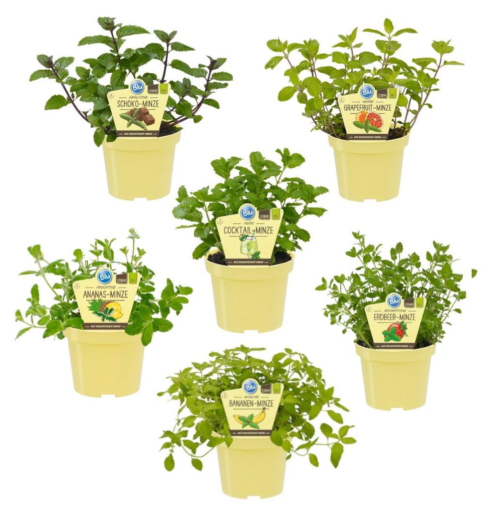 Variétés de menthe inhabituelles. Coffret de 6 plantes Image du produit 