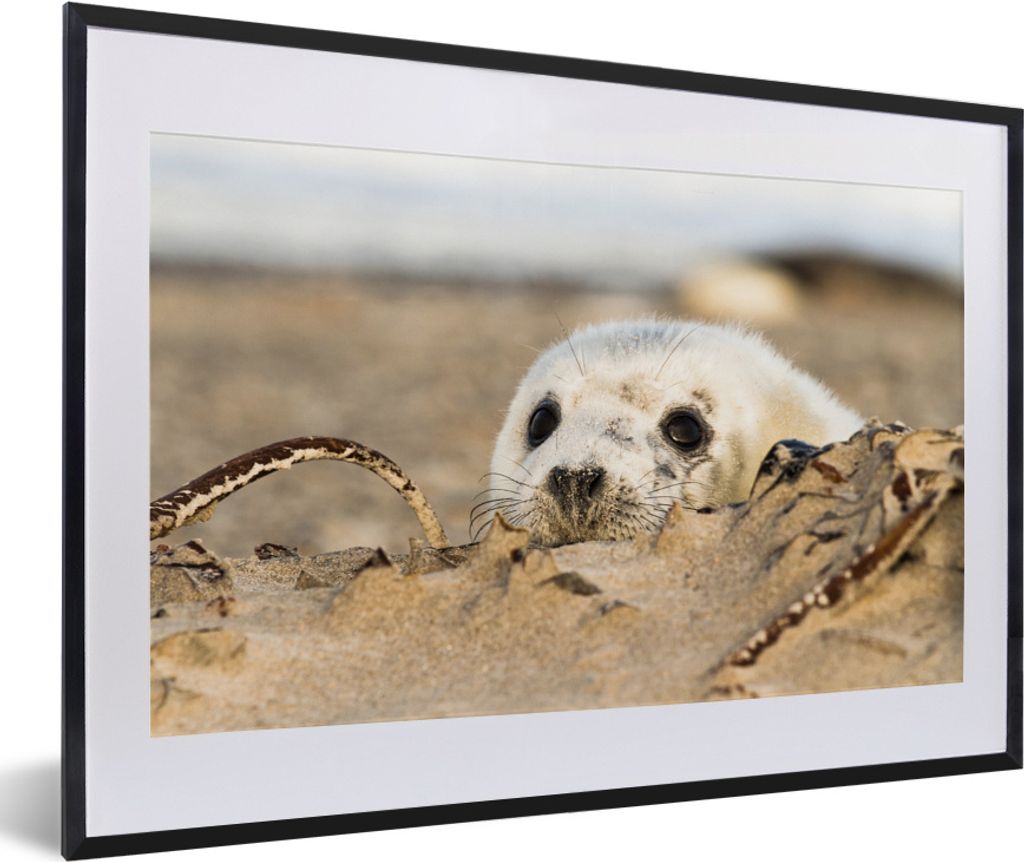 MuchoWow MuchoWow Gerahmtes Poster Robbe hinter Sandhügeln versteckt 60x40 cm - Poster mit zchwarzem Bilderrahmen - Schlafzimmer - Plakat in R...