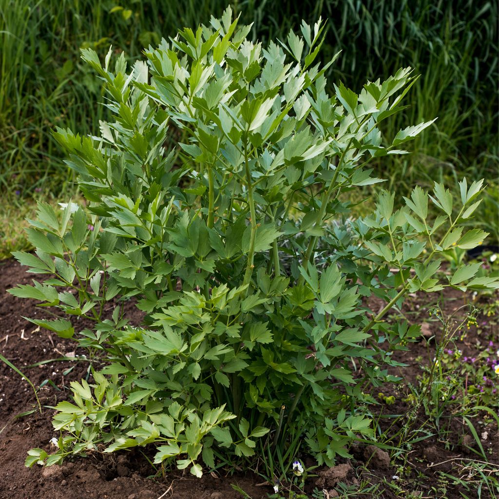 Bloomique - Zestaw 3 szt. - Levisticum Officinale - Lubczyk Zdjęcie produktu 